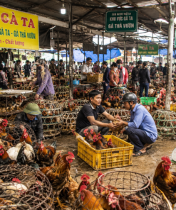 Thị trường buôn bán gà