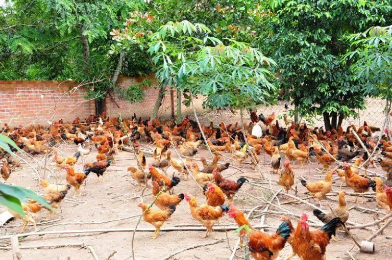 gà thả vườn