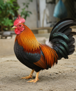 Các loại gà trong nước
