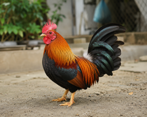 Các loại gà trong nước
