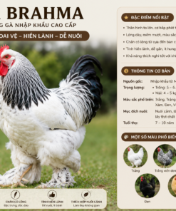 Các mẫu gà nhập khẩu