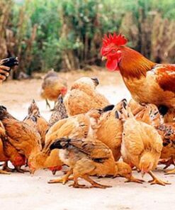 gà ta việt nam