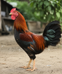 Gà ta Việt Nam
