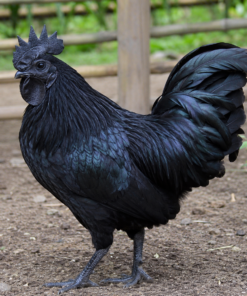 Gà Ayam Cemani